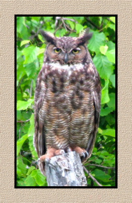 ARGHO 253 Great Horned Owl