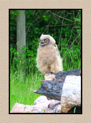 ARGHO 259 Juvenile Great Horned Owl