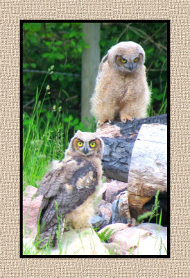 ARGHO 266 Juvenile Great Horned Owls