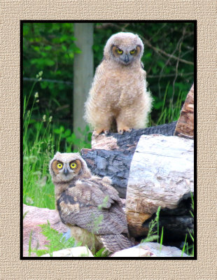 ARGHO 269 Juvenile Great Horned Owls