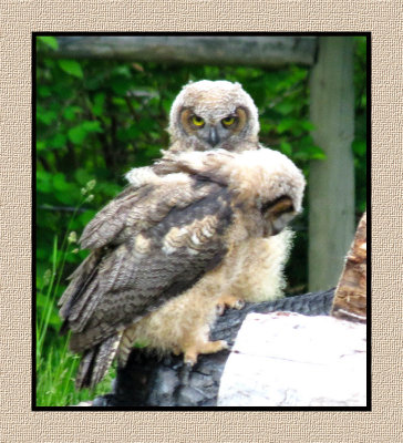 ARGHO 271 Juvenile Great Horned Owls
