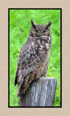 ARGHO 290 Great Horned Owl