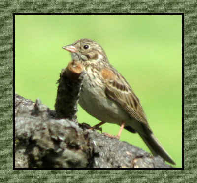 SR 6 6 39 Vesper Sparrow