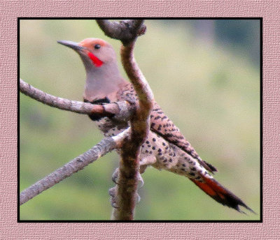 SR 6 6 79 Red-shafted Northern Flicker