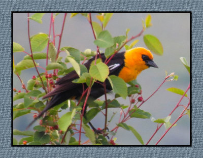 SR 6 6 91 Yellow-headed Blackbird