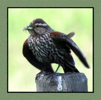 SR 6 6 102 Female Red-winged Blackbird