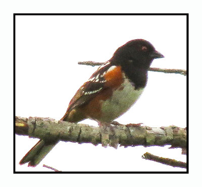 SR 6 6 224 Spotted Towhee
