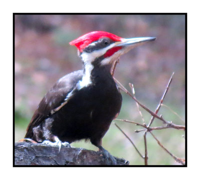 PW 1 Pileated Woodpecker