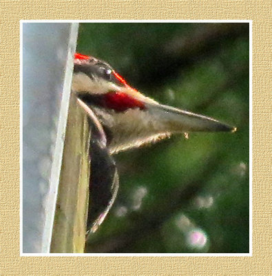 PW 6 Pileated Woodpecker