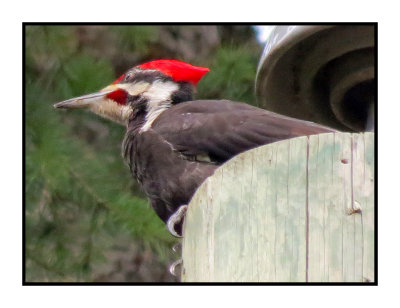 PW 7 Pileated Woodpecker