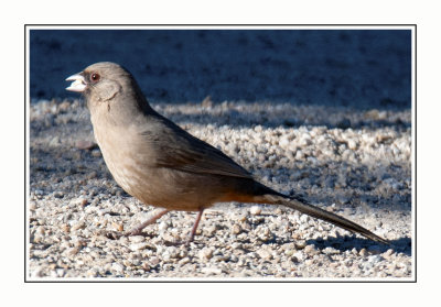 176 14 11 26 Abert's Towhee