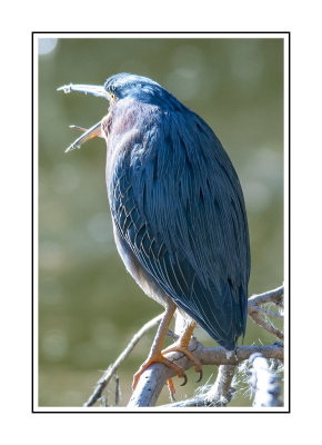 332 14 11 26 Green Heron