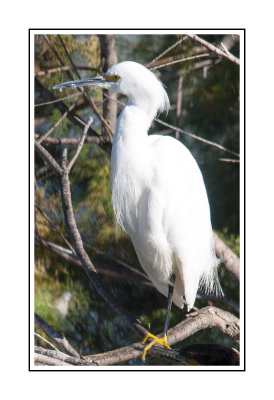 381 14 11 26 Snowy Egret