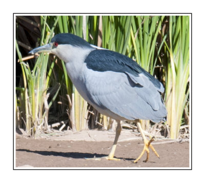 411 14 11 26 Black-crowned Night Heron