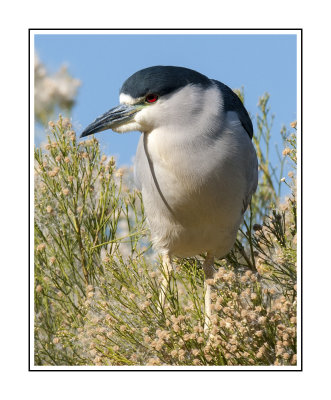 441 14 11 26 Black-crowned Night Heron