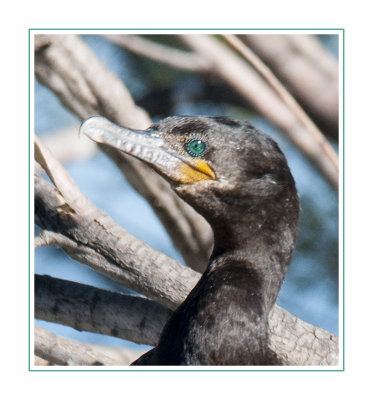 501 14 11 26 Neotropic Cormorant