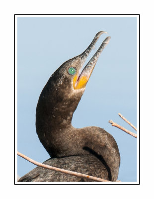 533 14 11 26 Neotropic Cormorant