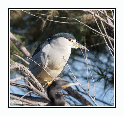 553 Black-crowned Night Heron