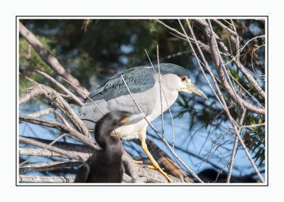 555 14 11 26 Black-crowned Night Heron