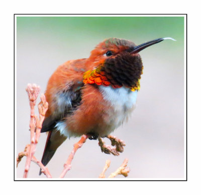 185 BJDF Rufous Hummingbird