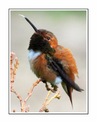 188 BJDF Rufous Hummingbird