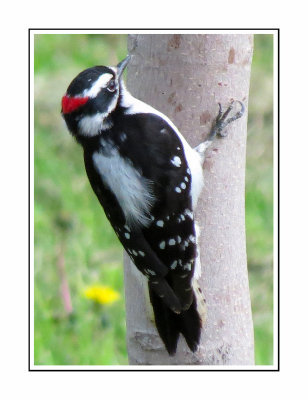 004 BJDF Downy Woodpecker