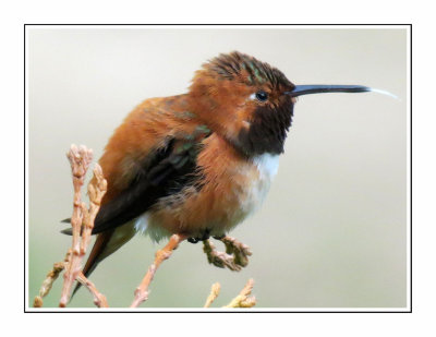186 BJDF Rufous Hummingbird