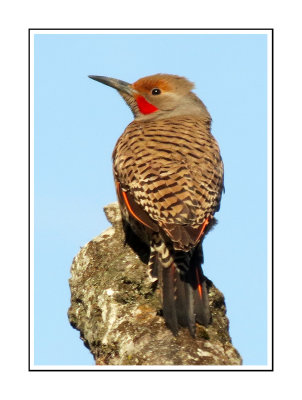 026 CB Northern Flicker - Red-shafted
