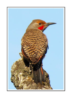 027 CB Northern Flicker - Red-shafted