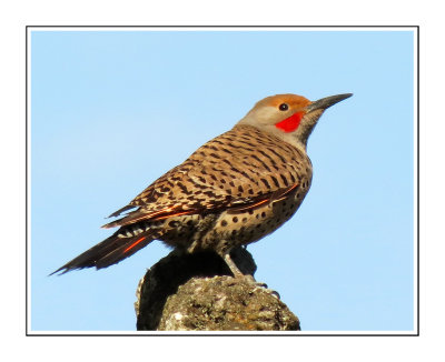 031 CB Northern Flicker - Red-shafted