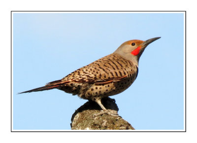 042 CB Northern Flicker - Red-shafted