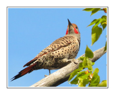 045 CB Northern Flicker - Red-shafted