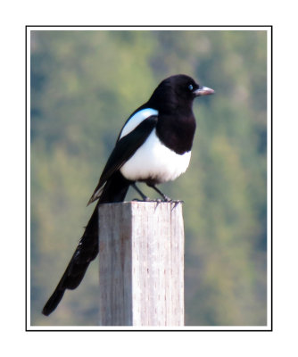 050 DSSRB Magpie