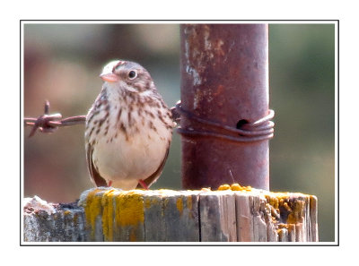 117 DSSRB Vesper Sparrow