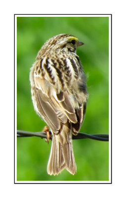 184 DSSRB Savannah Sparrow