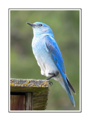 223 DSSRB Mountain Bluebird