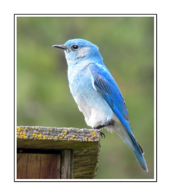 237 DSSRB Mountain Bluebird