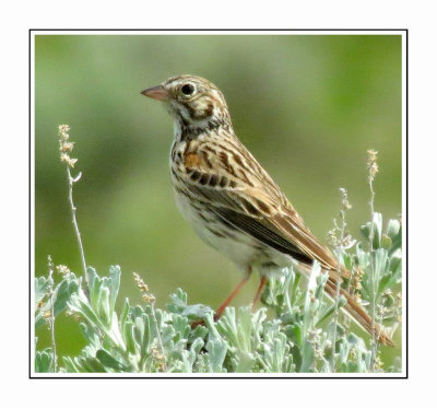 030 LDBGSR Vesper Sparrow