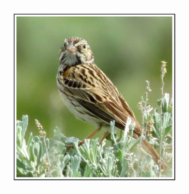 041 LDBGSR Vesper Sparrow