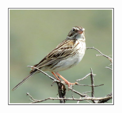 055 LDBGSR Vesper Sparrow