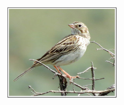 060 LDBGSR Vesper Sparrow