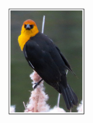 120 LDBGSR Yellow-headed Blackbird