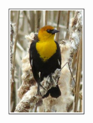 136 LDBGSR Yellow-headed Blackbird