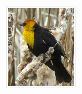 140 LDBGSR Yellow-headed Blackbird