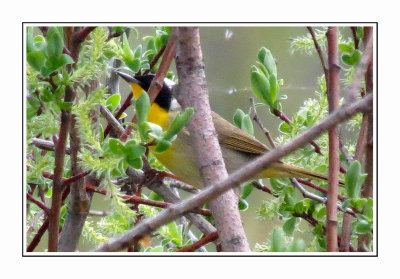 158 LDBGSR Well-camouflaged Common Yellowthroat