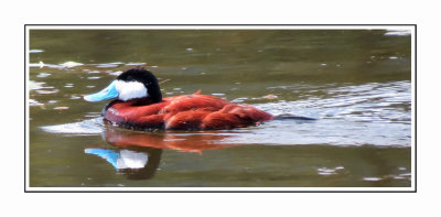 188 LDBGSR Ruddy Duck