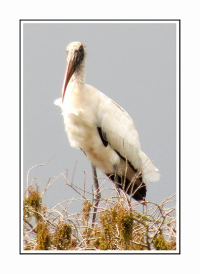 070 LLSP Wood Stork - Florida