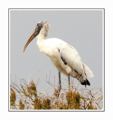 071 LLSP Wood Stork - Florida