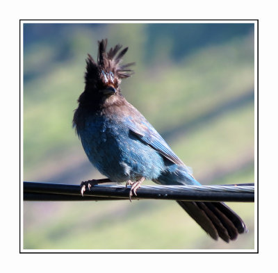 004 MERB Stellar's Jay