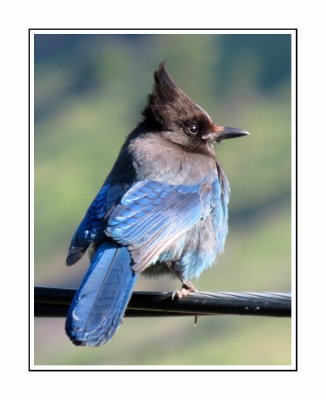 009 MERB Stellar's Jay